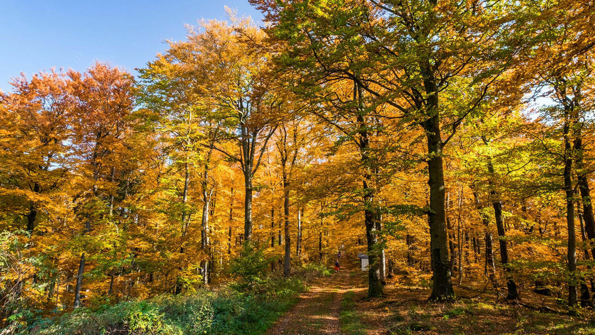 Wanderweg durch einen herbstlichen Wald am Wilzenberg.