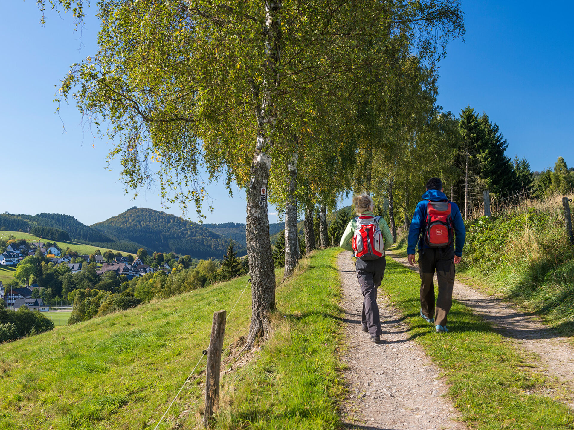 Wanderer unter den Birken